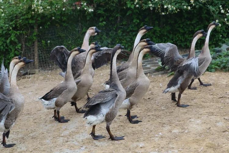 什么品种的鹅适合放养-图1