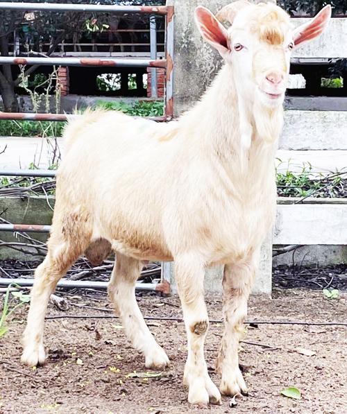 肉用羊有哪些品种图片-图2