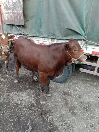 山东黄牛品种有哪些特色？-图1