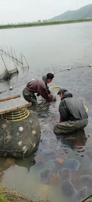 海蜇池塘立体养殖技术怎么搞？-图2