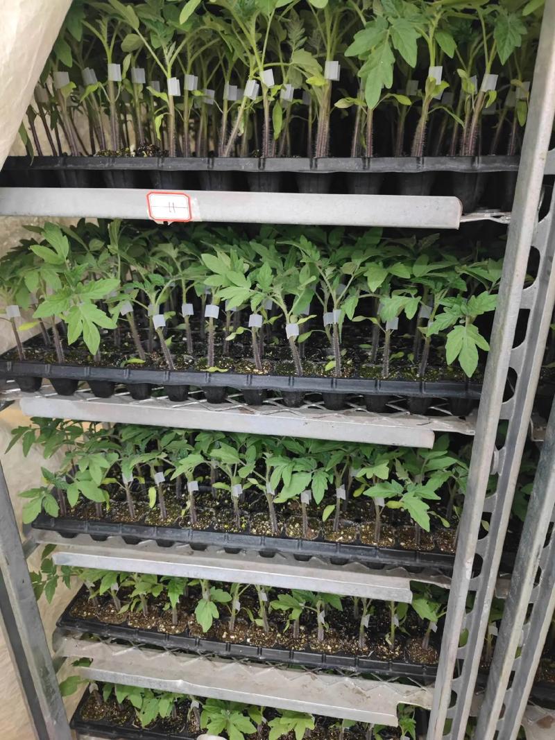 番茄育苗技术流程视频-图3