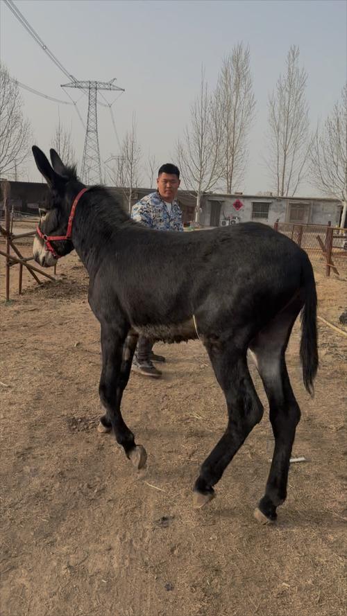 养殖肉驴选什么品种好?-图1 养殖肉驴选什么品种好?-图1