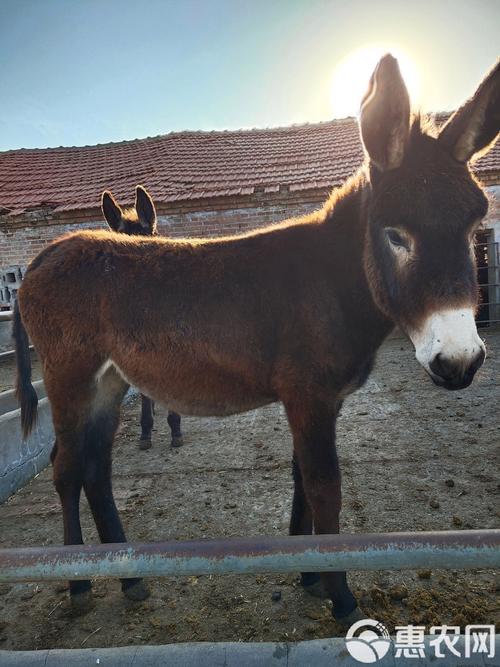 养殖肉驴选什么品种好?-图2 养殖肉驴选什么品种好?-图2
