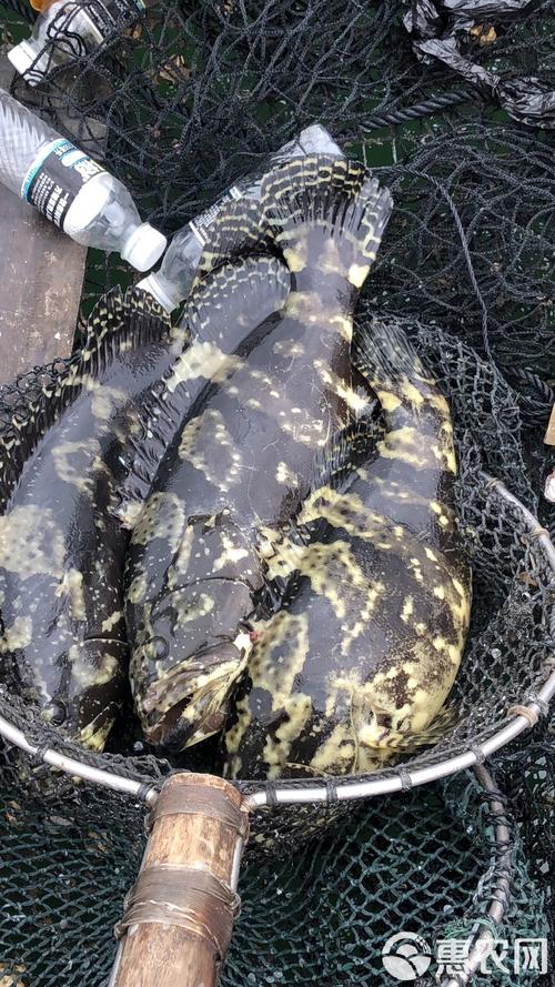 珍珠龙胆鱼苗养殖技术-图1 珍珠龙胆鱼苗养殖技术-图1