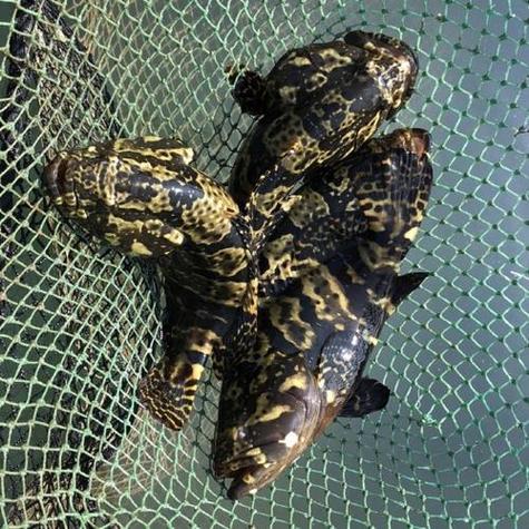 珍珠龙胆鱼苗养殖技术-图2 珍珠龙胆鱼苗养殖技术-图2