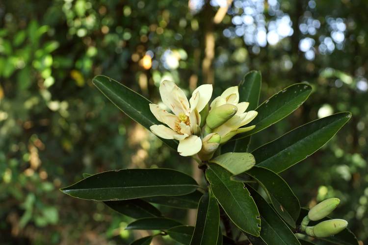 含笑品种有哪些?附图片详解。-图1 含笑品种有哪些?附图片详解。-图1