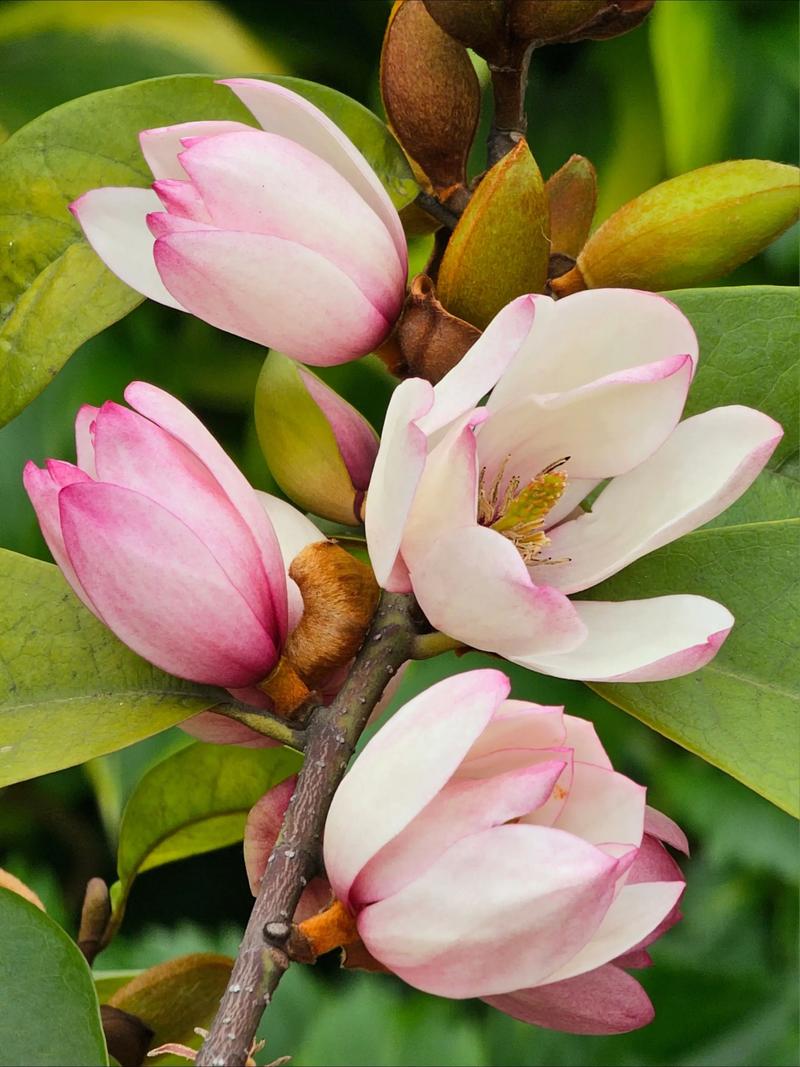 含笑品种有哪些?附图片详解。-图2 含笑品种有哪些?附图片详解。-图2