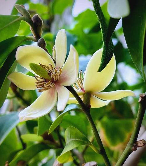 含笑品种有哪些?附图片详解。-图3 含笑品种有哪些?附图片详解。-图3