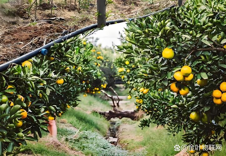 大棚柑橘种植技术视频,如何高效管理?-图2 大棚柑橘种植技术视频,如何高效管理?-图2