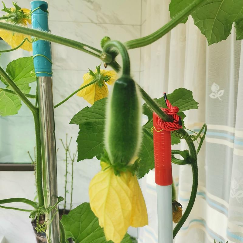 盆栽冬瓜管理技术视频有哪些要点？-图1