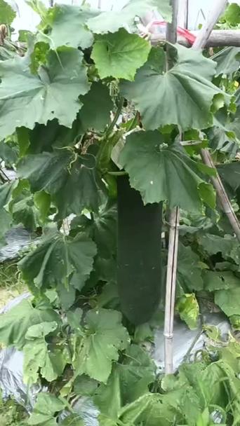 盆栽冬瓜管理技术视频有哪些要点？-图3