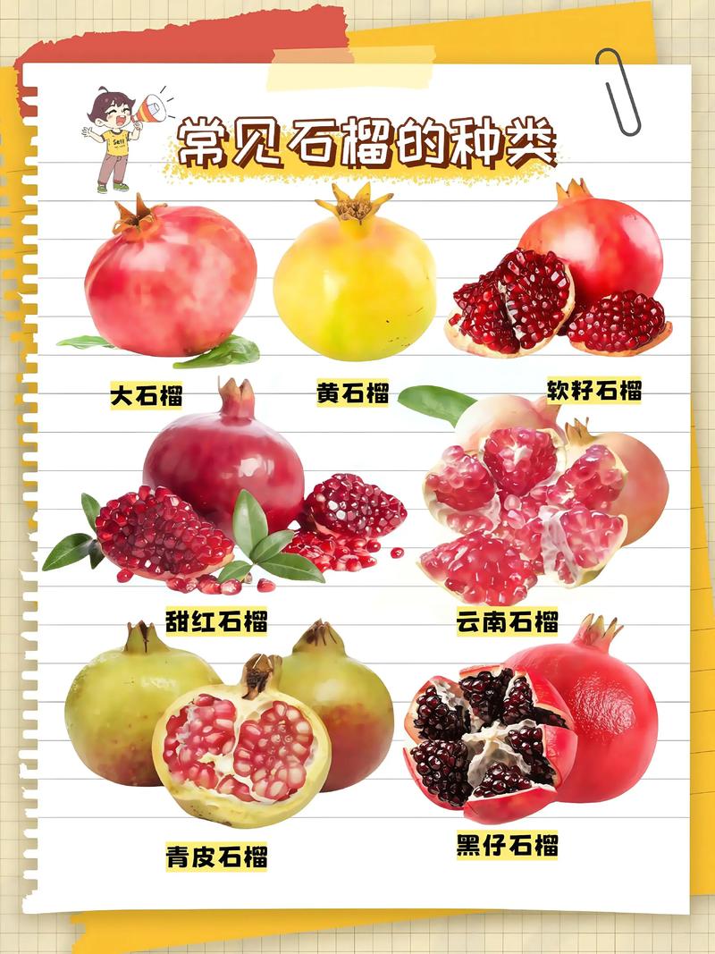 石榴常见品种有哪些？-图1