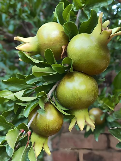 石榴常见品种有哪些？-图2