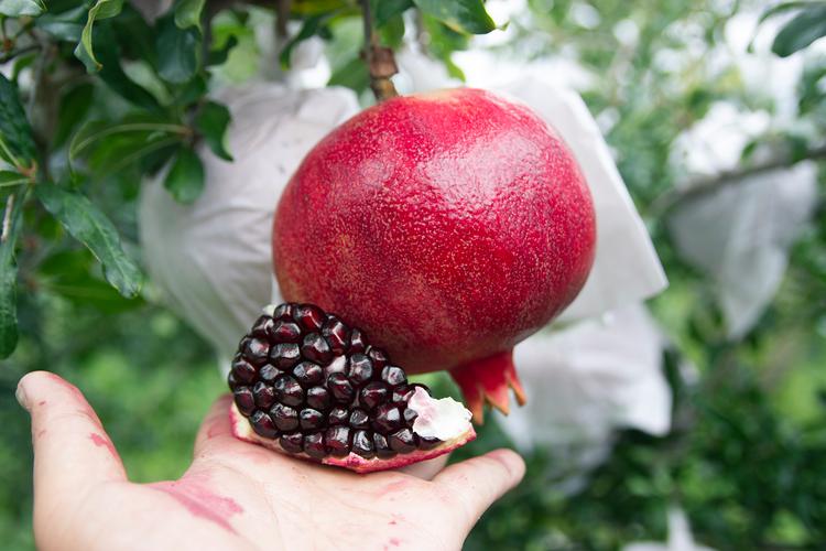 石榴常见品种有哪些？-图3