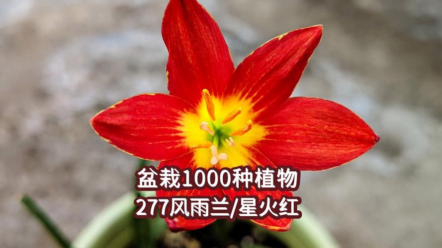 盆栽红色的花品种大全-图2