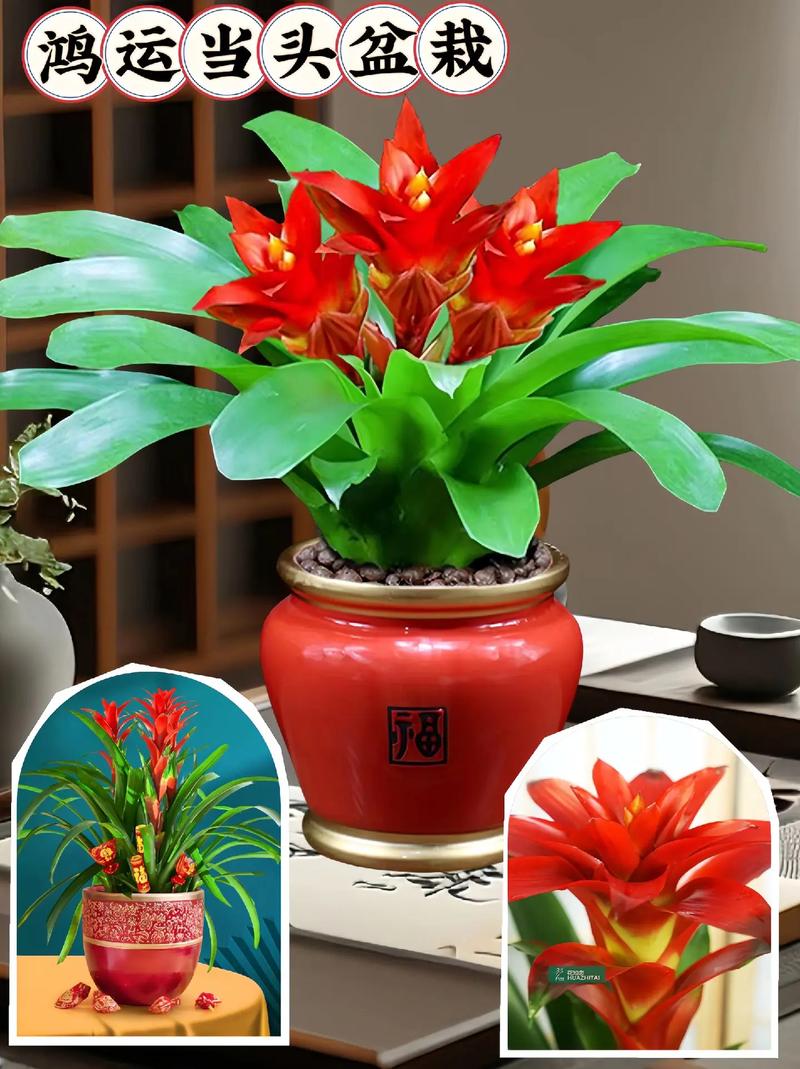 盆栽红色的花品种大全-图1