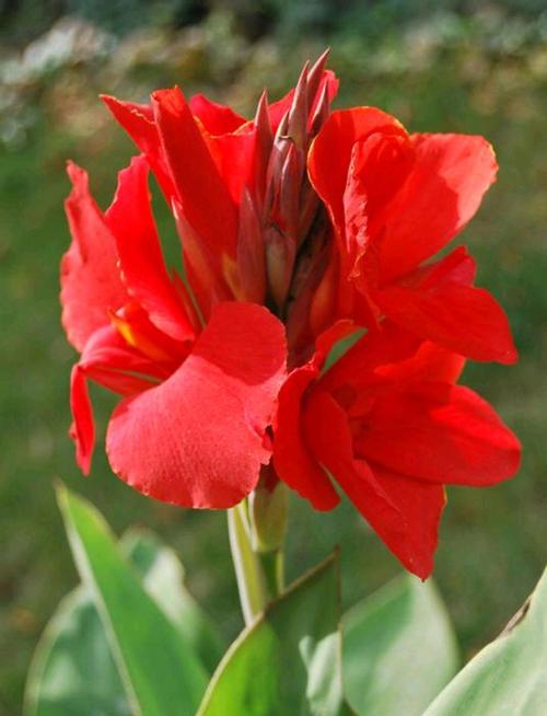 盆栽红色的花品种大全-图3