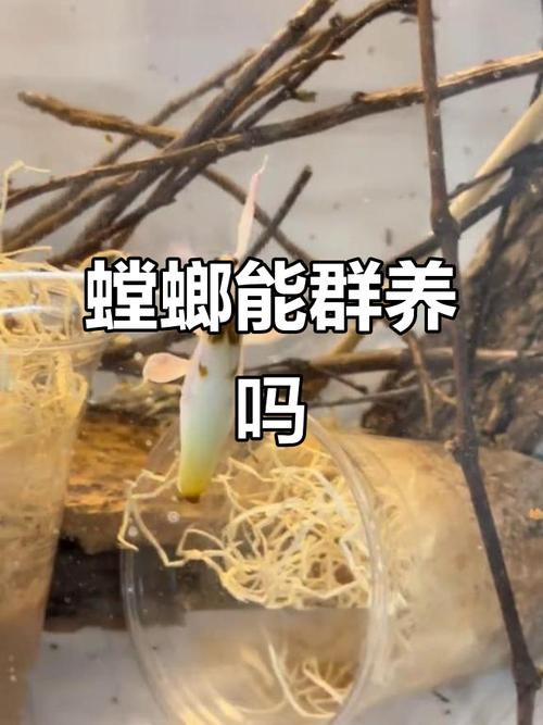 螳螂养殖视频虽多，技术难点在哪？-图2