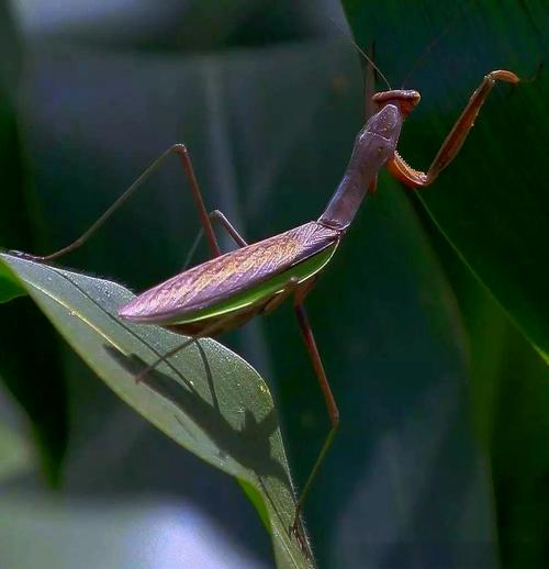 螳螂养殖视频虽多，技术难点在哪？-图3