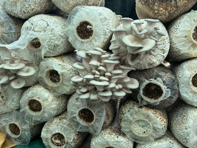 人工种植蘑菇品种有哪些？-图1