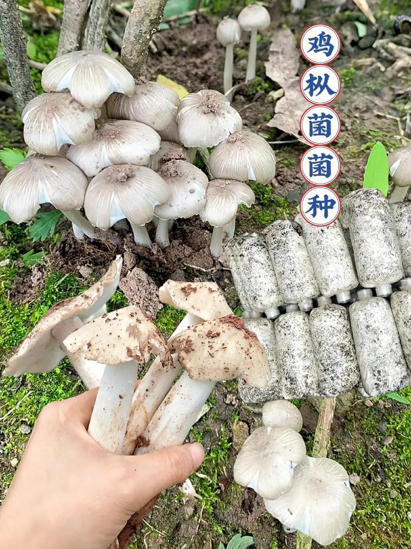 人工种植蘑菇品种有哪些？-图2