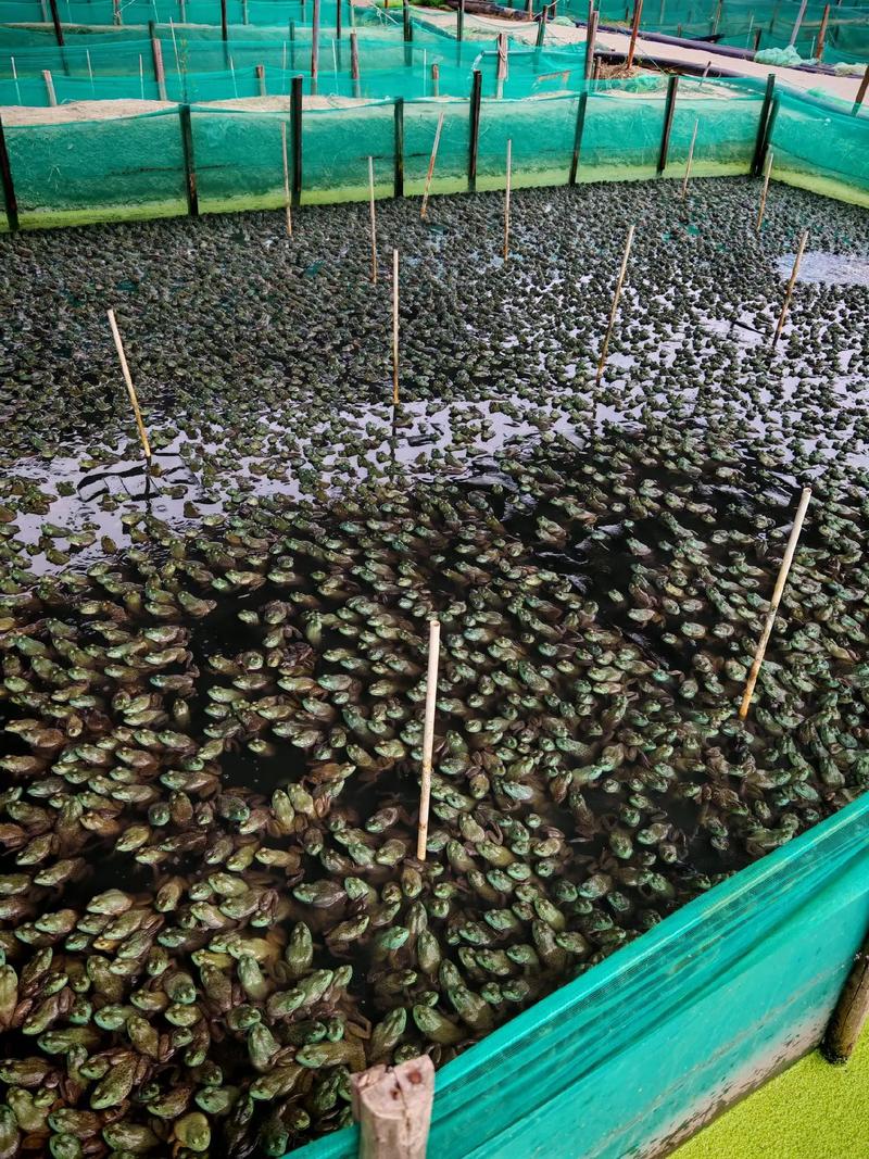 养殖青蛙哪有技术提供-图1