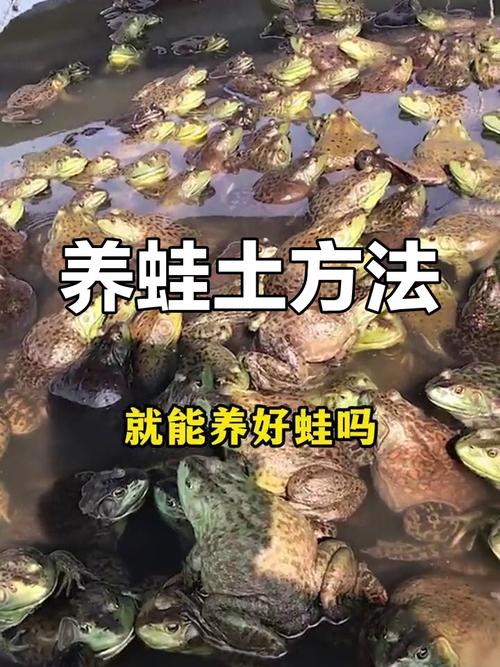 养殖青蛙哪有技术提供-图3