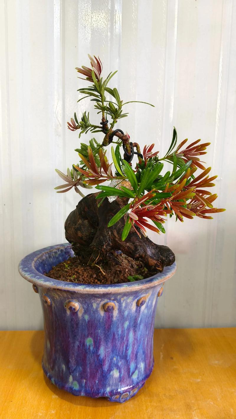 哪些盆栽品种最值钱？-图1