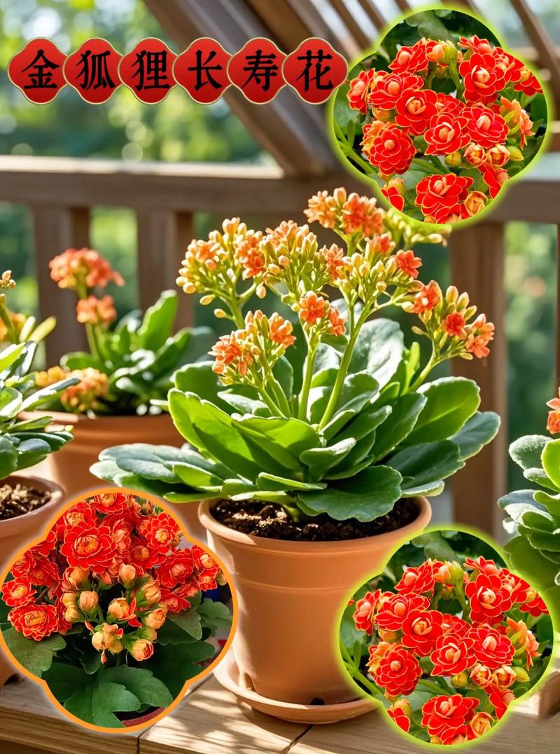 哪些盆栽品种最值钱？-图2