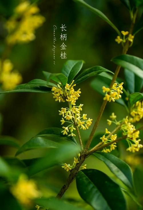 什么桂花品种最贵？-图2