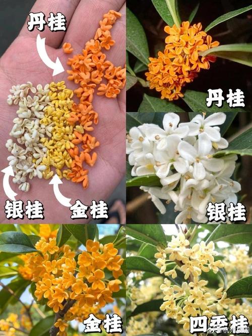 什么桂花品种最贵?-图1 什么桂花品种最贵?-图1