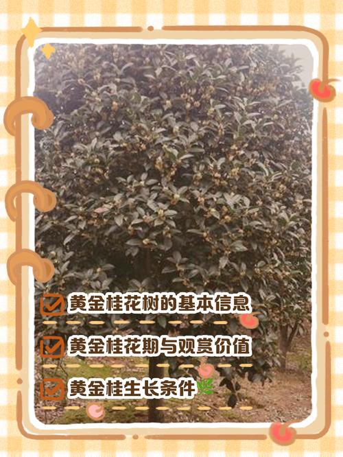 什么桂花品种最贵?-图3 什么桂花品种最贵?-图3