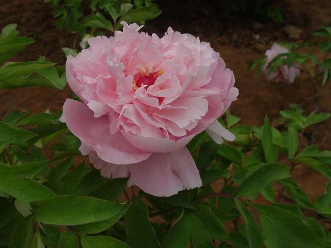 牡丹珍品,哪个品种最稀有?-图3 牡丹珍品,哪个品种最稀有?-图3