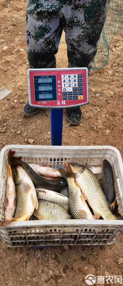 湖北孝感批发鲤鱼价格现在多少？-图2