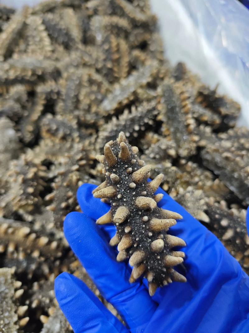 2025威海海参价格会涨还是跌?-图2 2025威海海参价格会涨还是跌?-图2