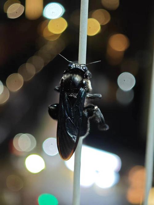 黑色蜂品种有哪些?-图2 黑色蜂品种有哪些?-图2