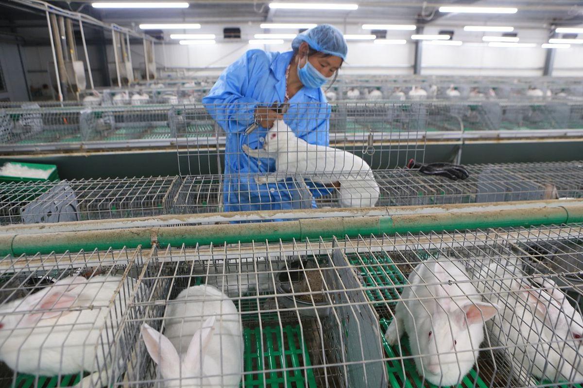 獭兔林下养殖技术视频-图3