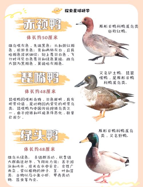 世界优质鸭肉品种排名有哪些？-图1