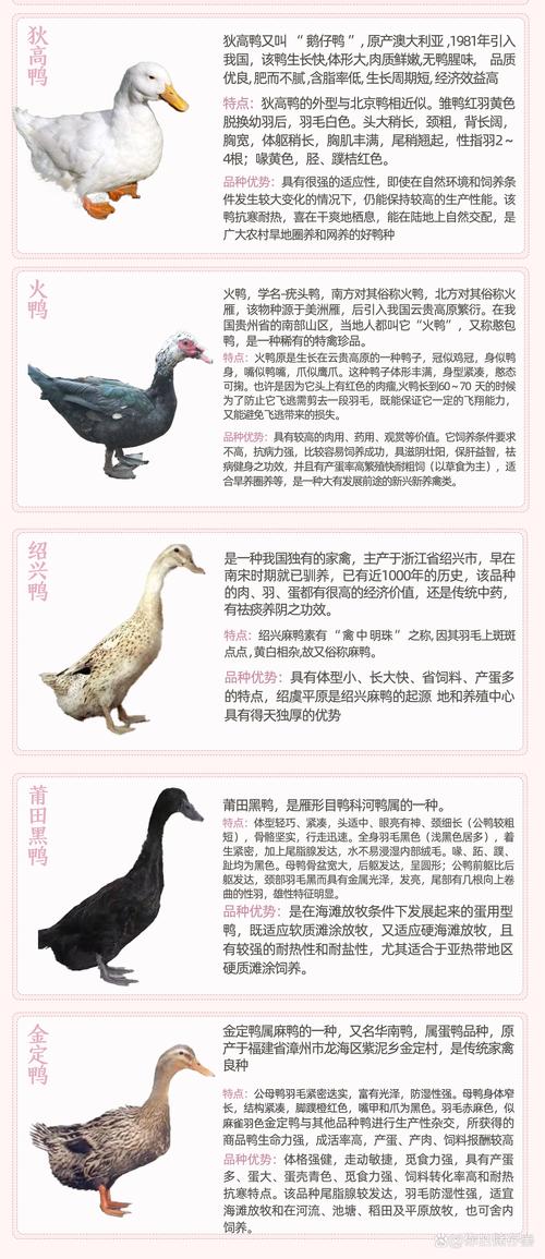 世界优质鸭肉品种排名有哪些？-图2