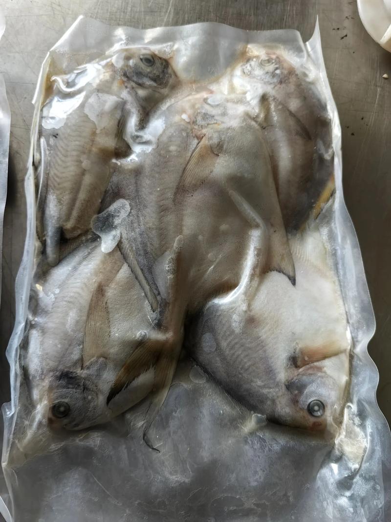 2025年长令鲳鱼价格会涨还是跌？-图1