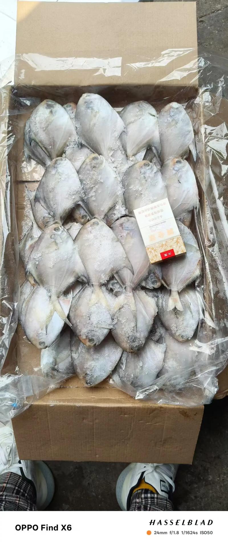 2025年长令鲳鱼价格会涨还是跌？-图2