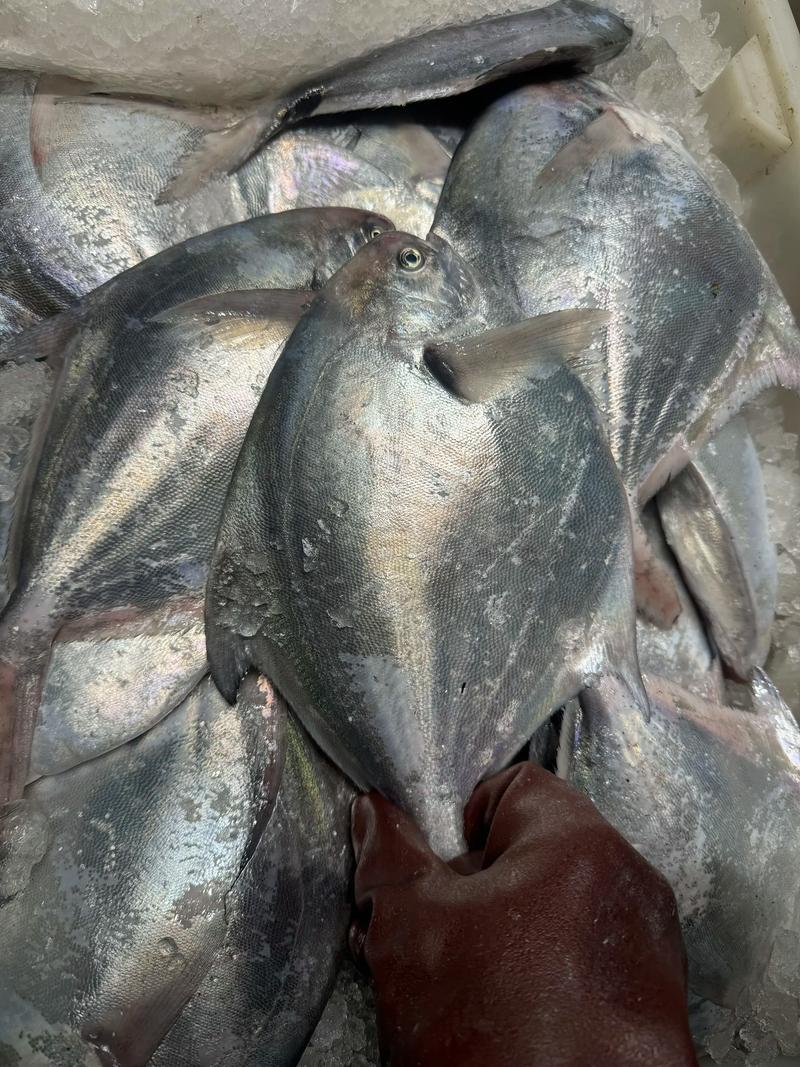 2025年长令鲳鱼价格会涨还是跌？-图3