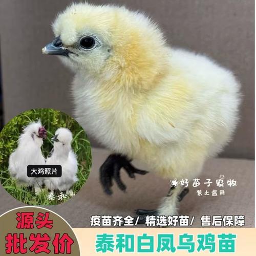 乌鸡小鸡养殖技术有哪些关键要点？-图2