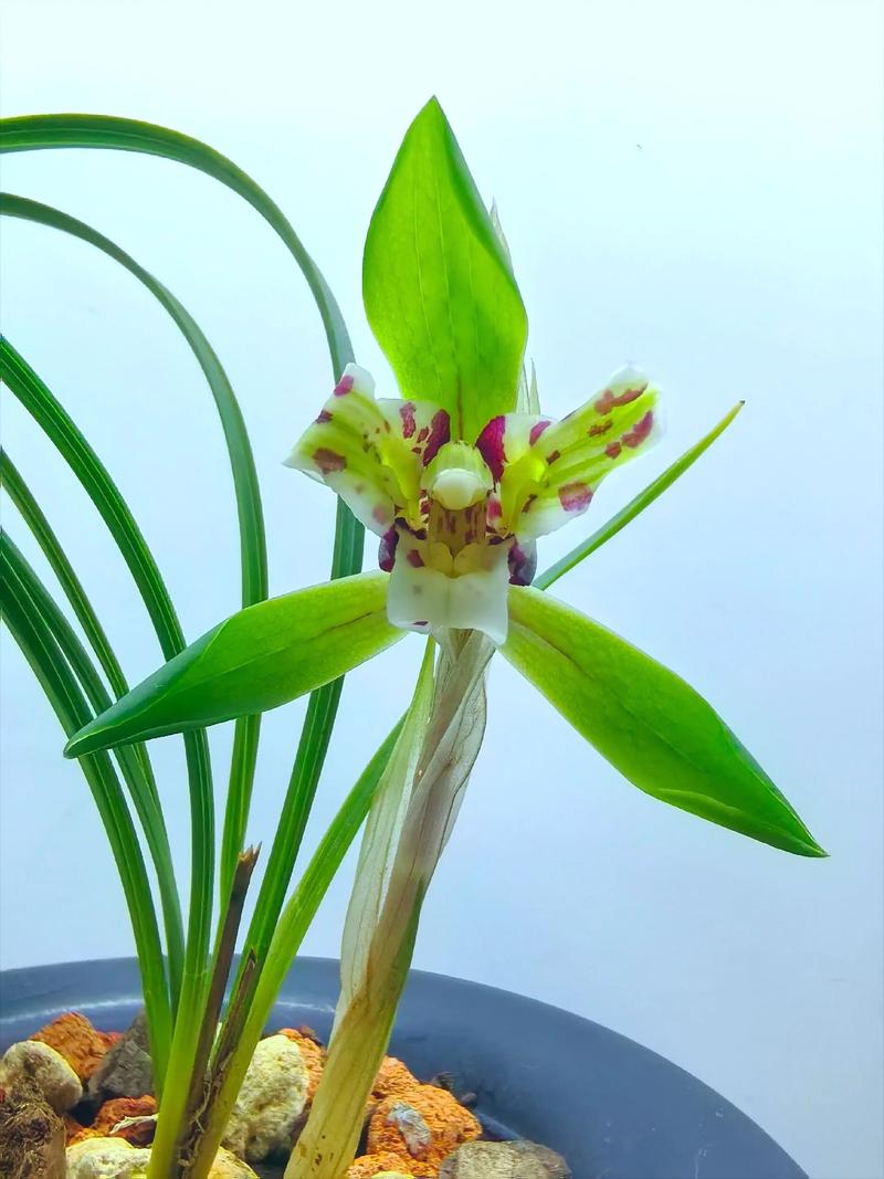 可以买到的名贵花品种-图1 可以买到的名贵花品种-图1