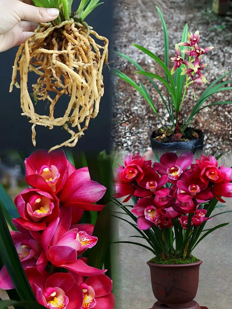 可以买到的名贵花品种-图2 可以买到的名贵花品种-图2