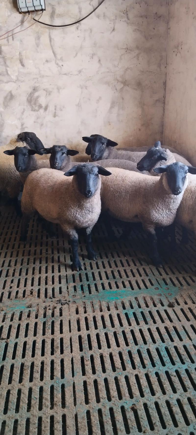 羊有哪些品种?附图片详解。-图1 羊有哪些品种?附图片详解。-图1