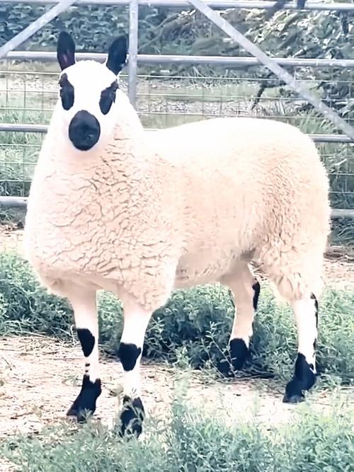 羊有哪些品种?附图片详解。-图3 羊有哪些品种?附图片详解。-图3