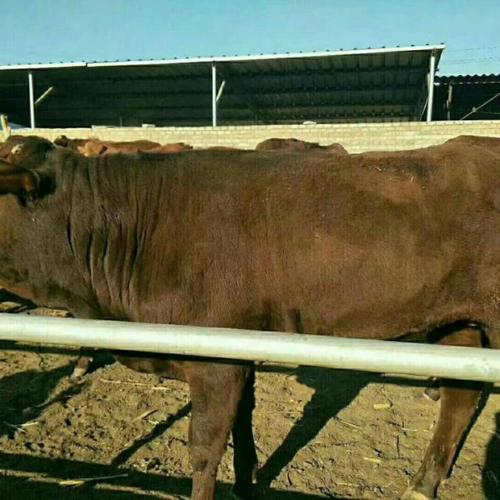 海福特牛哪个品种最好？-图1