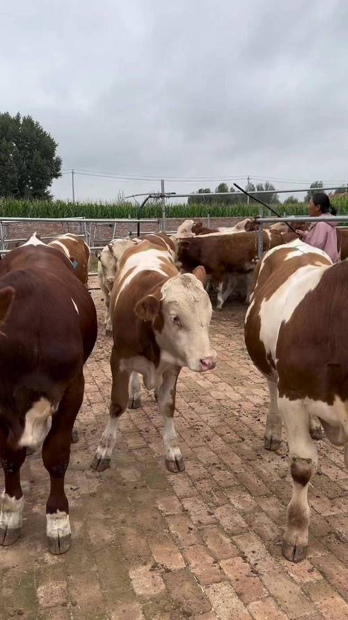 河南肉牛优良品种有哪些？-图1