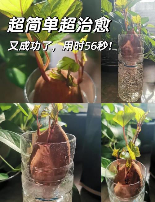 广东农村红薯种植技术有哪些关键要点？-图1